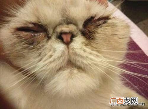 猫为什么会有泪痕,猫有泪痕是怎么造成的，猫咪泪痕重是吃咸了吗？