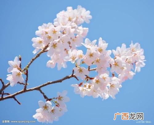樱花在什么季节开,冬樱花什么时候开花？