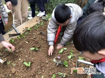 什么是大语文教育观,中国传统语文教学理念？