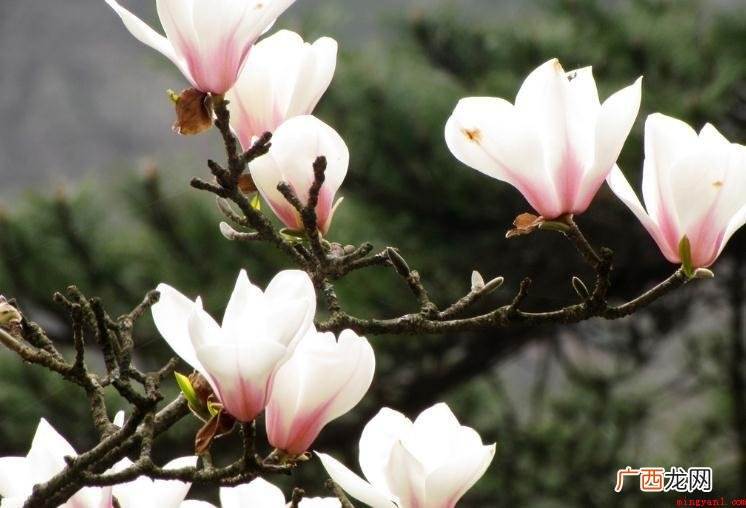 木兰花花语是什么_木兰百科 木兰花花语是什么