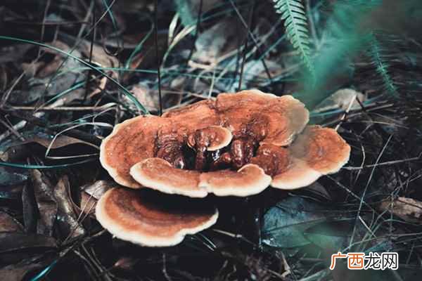 白灵芝有强身健体、祛风除湿、化瘀止血、美容养颜的功效 白灵芝的功效与作用