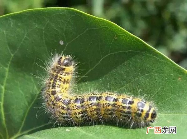 毛毛虫生活习性,毛虫生长条件？