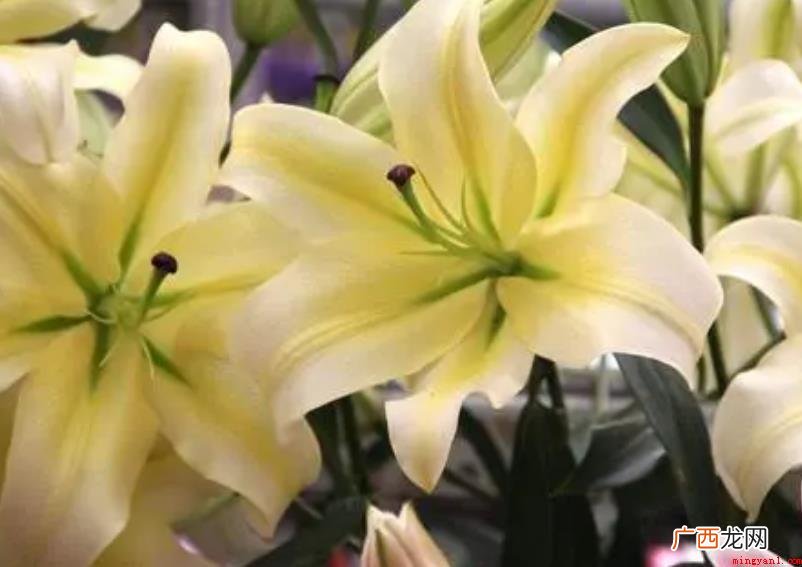 百合花代表什么意思_宠物频道 百合花代表什么