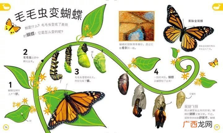 毛毛虫和蝴蝶的知识有哪些,毛毛虫和蚕宝宝有什么区别?