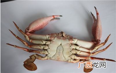 螃蟹怎么分辨公母,螃蟹判断公母的方法是什么？