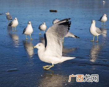 海鸥的英文是什么,海鸥是什么鸟类？
