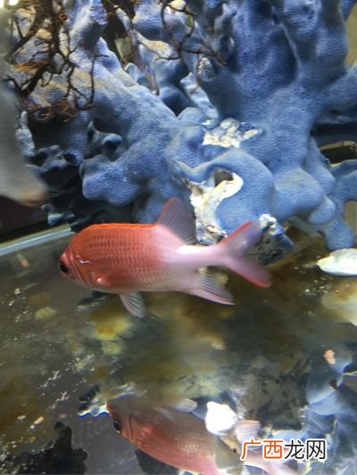 红色大眼睛尖脸的海鱼叫什么,红颜色的海鱼是什么鱼？