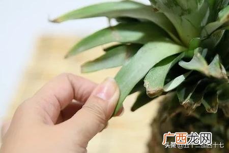 菠萝怎么挑选,如何判断菠萝是否熟了？