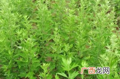 三石四草是什么意思,天下手游80云麓怎么玩80云麓装备选择及成长路线？
