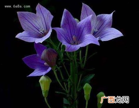 桔梗花的花语是什么,梗桔花花语？