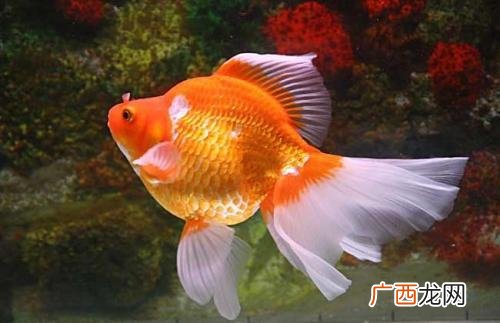 金鱼得肠炎,金鱼肠炎能用诺氟沙星药浴吗?