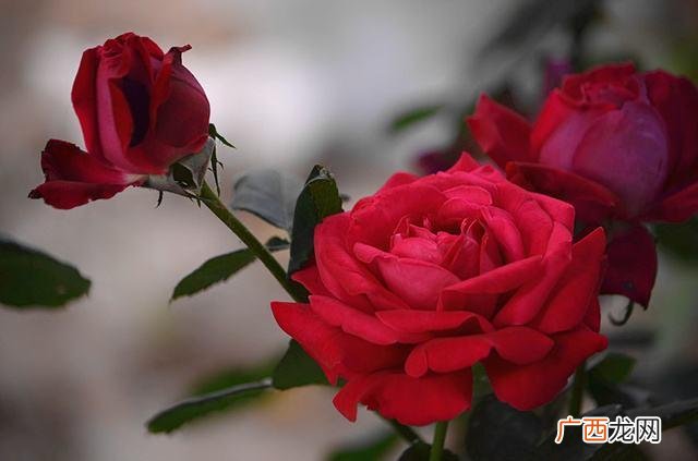 月季花为什么有刺,蛇怕月季花刺吗？