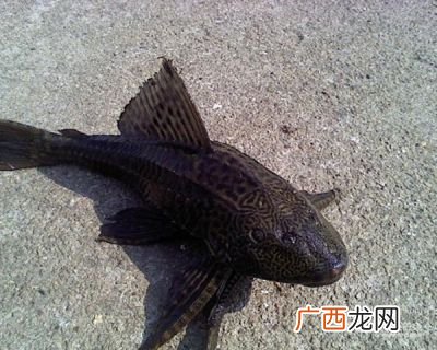 想养类似清道夫的却不亲鱼的鱼,请问这是什么鱼类似清道夫的作用?