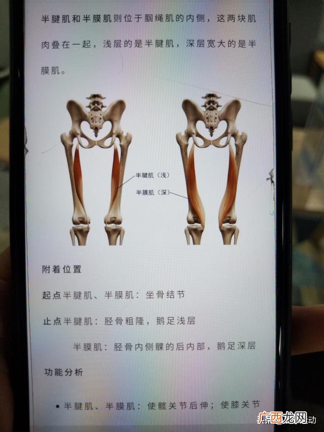 腘绳肌包括哪几块肌肉,腘绳肌是哪四部分？