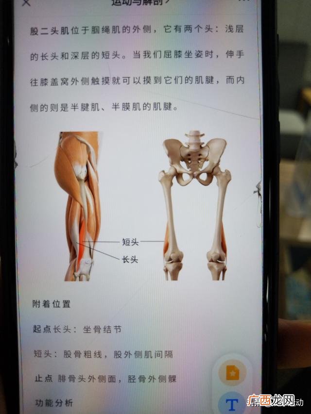 腘绳肌包括哪几块肌肉,腘绳肌是哪四部分？