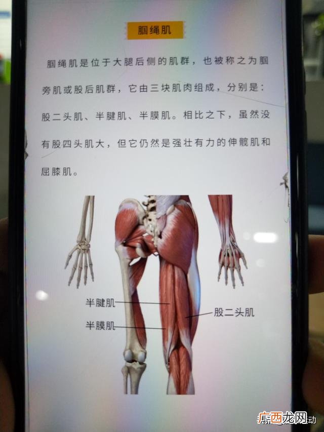 腘绳肌包括哪几块肌肉,腘绳肌是哪四部分？