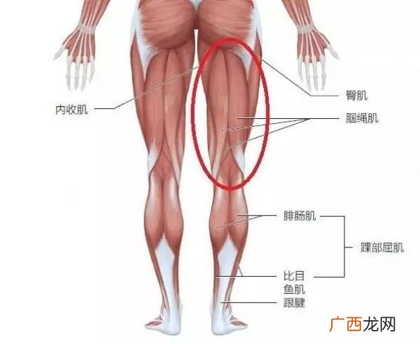 腘绳肌包括哪几块肌肉,腘绳肌是哪四部分？