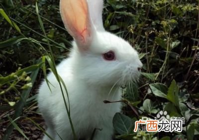 如何养宠物兔,养宠物兔要注意什么事项？