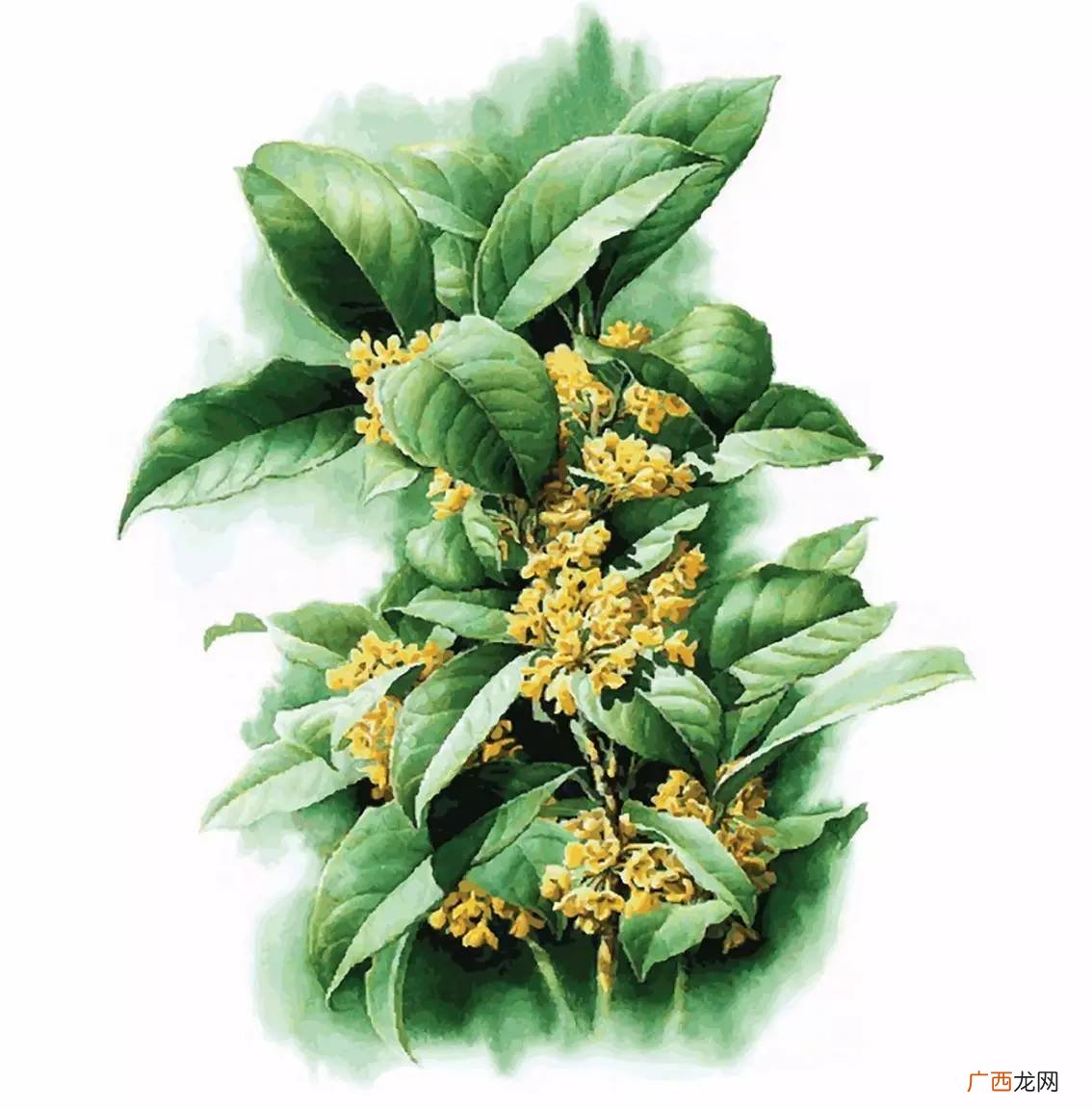 桂花叶的简介,桂花主要内容？