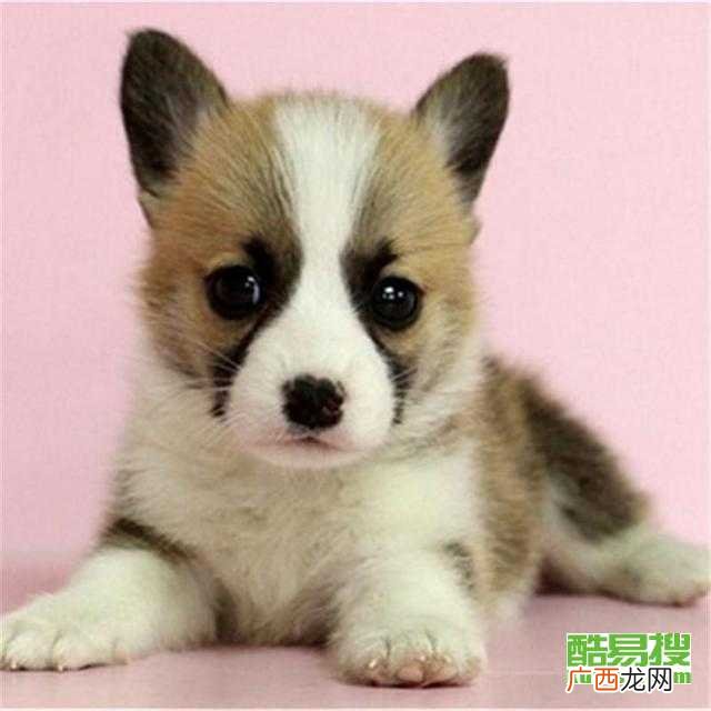 柯基多少钱一只,家养柯基犬幼犬的价格，四个月的柯基犬多少钱一只？