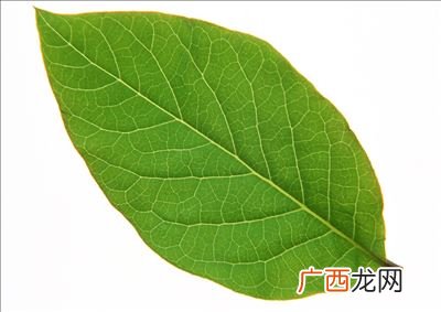 什么树叶像什么,一片片绿油油的树叶像什么？