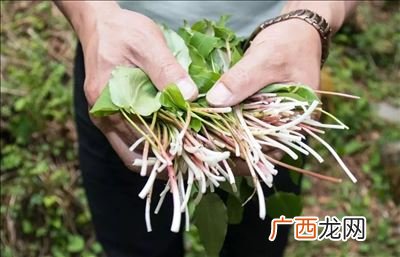 鹿耳韭怎样做着吃,绵阳唐家河好玩吗？