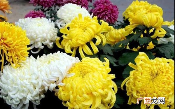 菊花象征着什么,菊花像什么寓意？