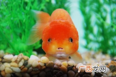 如何养金鱼,金鱼怎么养容易长大？