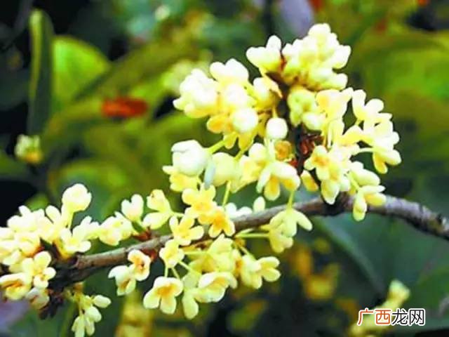 红色桂花可以食用吗,红桂花和黄桂花哪个做桂花蜜最香?