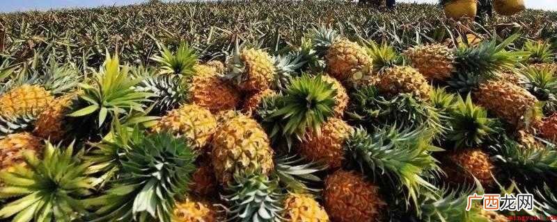 青菠萝是一种未成熟的菠萝 青菠萝可以直接吃吗