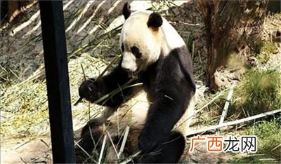昆明野生动物园在哪里,云南动物园排名？