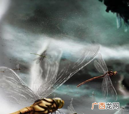 蜻蜓飞的低是什么意思,蜻蜓下雨时为什么会低飞？