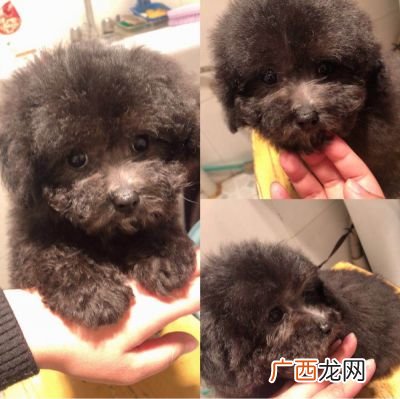 灰泰迪是怎么来的,灰泰迪成犬有多大？