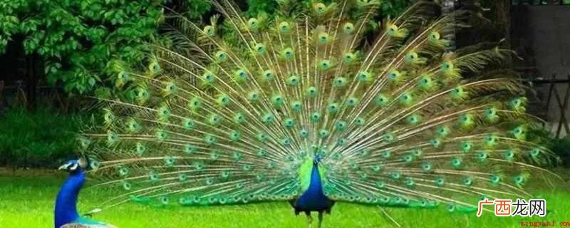 孔雀作为家禽之首,有三个寓意 孔雀寓意什么意思