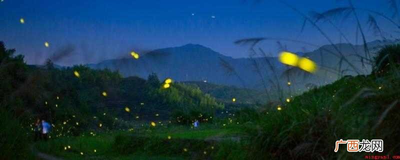 夏天的夜晚有荧火虫、知了、小青蛙、蚊虫、蛇等 夏天的夜晚有什么动物