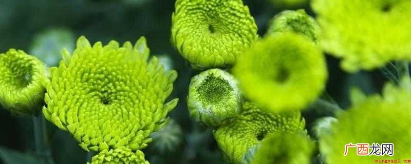 菊花是中国十大名花之三 绿菊花的花语和寓意