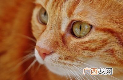 小猫的眼睛是什么颜色的,谁知道猫的颜色的规律？