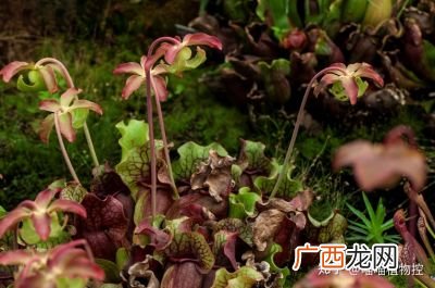 哪些植物是食肉的,被子植物有哪些？