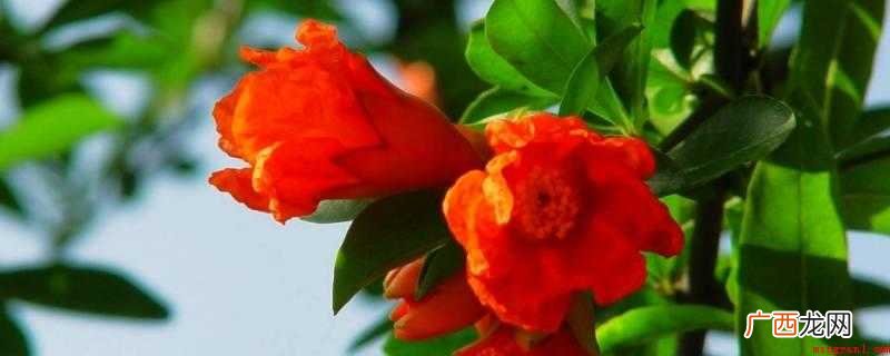 西安的城市花是石榴花吗 西安的市花是什么名字