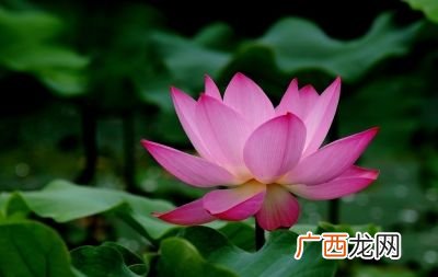 荷花的寓意象征意义,荷花象征什么样的人？