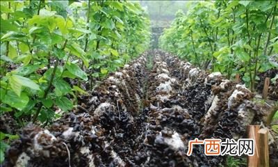 怎么种植木耳,木耳生产基地和种植方法？