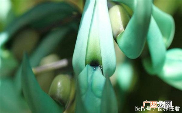 世界上的最奇怪的十种植物,泰拉瑞亚奇异植物是什么？