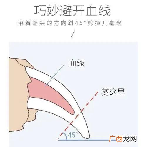 怎样给猫剪指甲,给幼猫剪指甲的技巧图解？