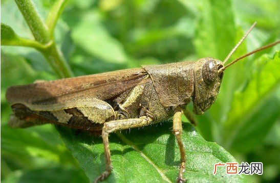 蚂蚱的意思,秋后蚂蚱的意思？