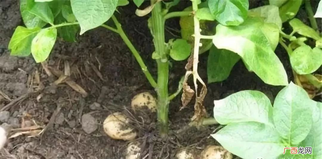 土豆开花期的管理技术有哪些,土豆开花期需掐花丶顶尖、掰扠吗？