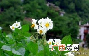 土豆开花期的管理技术有哪些,土豆开花期需掐花丶顶尖、掰扠吗？