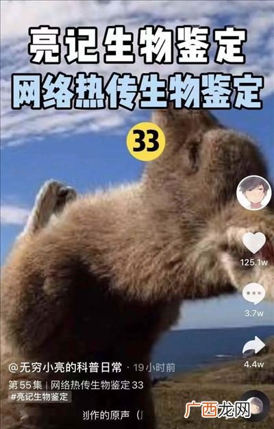 管晨辰袋鼠摇音乐是什么歌,袋鼠摇平衡木是规定动作？