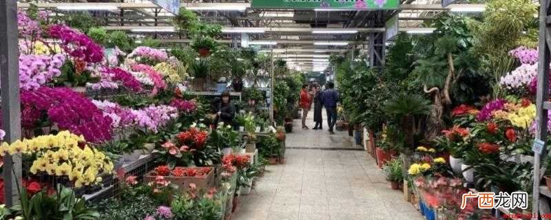 北京有九个花卉市场,北京莱泰花卉 北京花卉市场批发市场在哪里