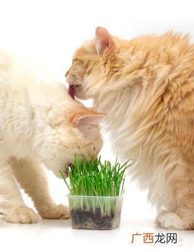 猫薄荷对猫有着什么作用,给猫用猫薄荷对它有副作用吗，会不会上瘾呢？