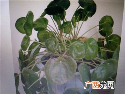 钱串子花怎么养,大叶钱串子花的养殖方法？